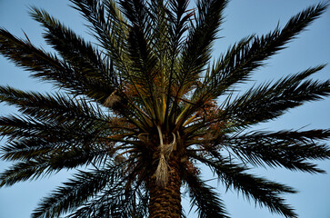 Fototapeta na wymiar Palm Tree at Sunset