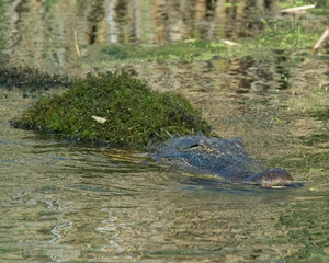 Naklejka premium American Alligator
