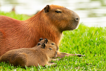 Capybaras in the barigui park.