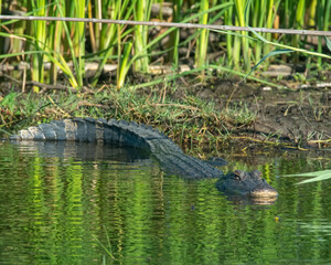 American Alligator
