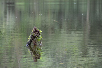 Tronco en el agua