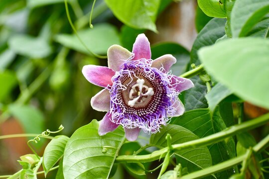 Flor Passiflora quadrangularis, badea fruto, flores exoticas, exotic flowers, naturaleza, morada