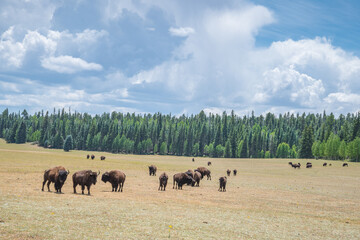 A herd of American Bison graze in a meadow near the North Rim of Grand Canyon National Park, Arizona, USA.