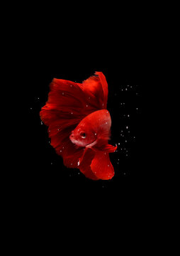 Photo Super Red Halfmoon, Cupang, Betta, siamese fighting fish beyond bubbles, Isolated on Black
