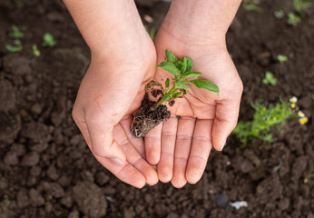 hands holding a plant