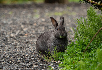 one cute grey rabbit with wet fur eating a piece of leaf by the bushes in the park on a raining day