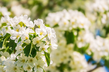 White blossoming apple trees. White apple tree flowers