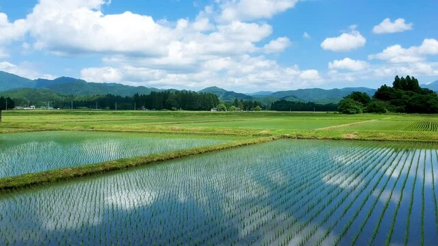 空撮　秋田県の田園風景　6月　田植え後の水田　青空と雲