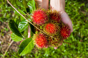 Some ripe rambutans in two hands in the garden background