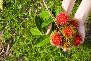 Some ripe rambutans in two hands in the garden background
