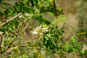 Obraz premium lime blossom in day light stock photo