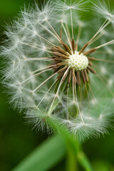 close up of a ball-shaped fluffy white dandelion flower isolated from the green background