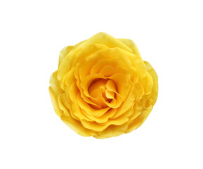 Yellow rose flowers fresh sweet petal patterns  with water drops isolated on white background top view
