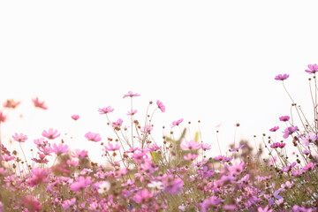 Pink cosmos blossom field on white sky space background