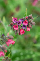 red Pulmonaria Obscura flowers buds start to bloom on top of the big green leaves in the garden