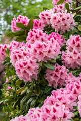 beautiful pink rhododendron flowers blooming in the park