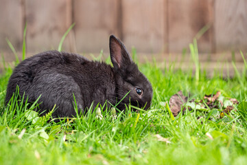  a cute black bunny eating on green grasses in front of the wooden fences