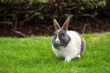  a cute grey rabbit with white fur around chest eating on green grasses in front of the bushes - 438307823