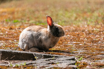 one cute brown rabbit resting on the orange grasses filled ground enjoy the afternoon sun