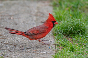 Male Northern Cardinal bird in Michigan - USA