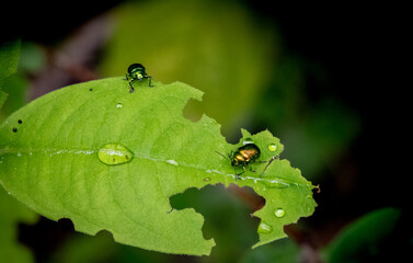 Two green dock beetles on green leaf in the forest in Laos