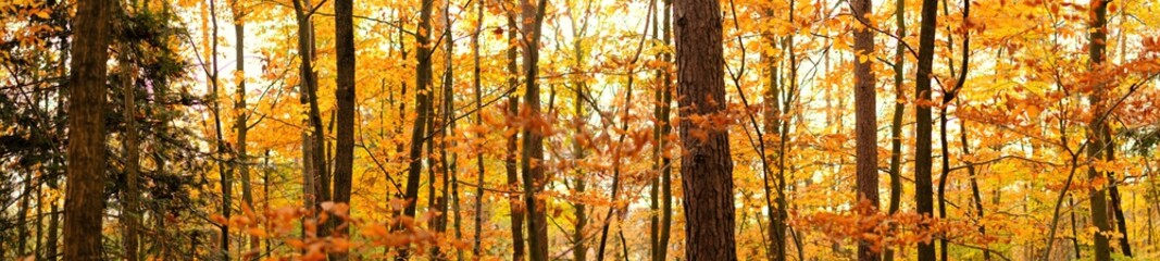 Autumn banner. Autumn nature. Autumn forest.Trees with yellow and orange leaves in the autumn...