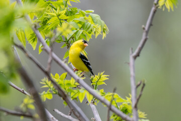 Male American Goldfinch bird in Michigan - USA