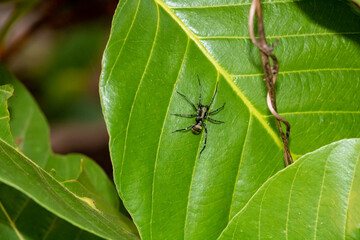 Ground and Ant-mimic Sac Spiders - Family Corinnidae on green leaf in a forest in Laos