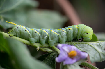 Macro close-up of beautiful caterpillar. A macro photography of a really beautiful and on white isolated background.