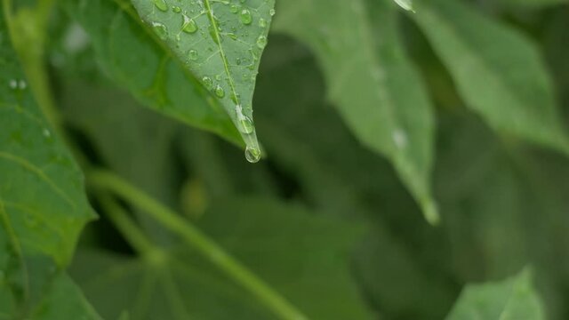 Chaya Spinach plant with rain water drop. Tree spinach or Cnidoscolus Chayamansa herbal in nature.
