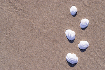 Shells background with seashells, shells on sand tropical sea beach. Travel concept in minimal...