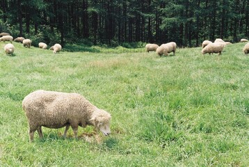 필름에 담은 대관령