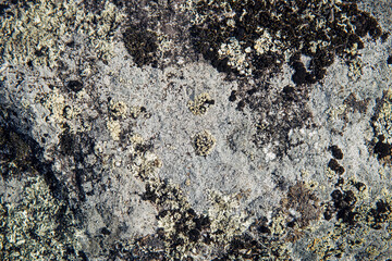 Abstract background, gray stone covered with moss and lichen. Rough rock surface, close-up.