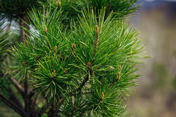 Spruce or pine branch, close-up, blurred background. Green needles of a taiga tree in the sunlight.