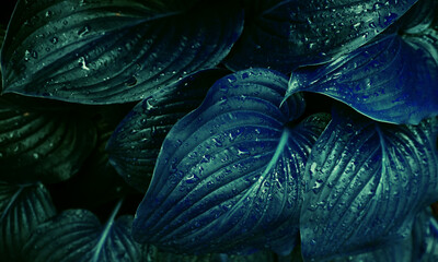Background of blue lily flower leaves. The texture of wet leaves in the rain. Juicy bright foliage.