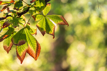 Horse chestnut leaves begin to dry and curl at edges due to heat and drought. The color of leaf changes smoothly from green to yellow and then to brown. Early autumn. Selective focus.