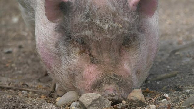 Closeup front view of pink mini pig digging with snout in the soil