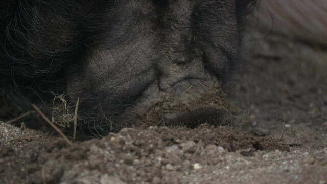 Extreme close up of black mini pig digging with snout for food