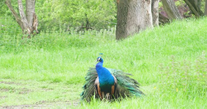 A peacock cleans itself and its feathers on a grassy green pasture with tree trunks in the background.