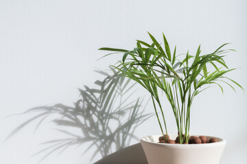 Focused on the leaves shadow of the tiny bamboo palm tree in the ceramic pot shows the top half of...