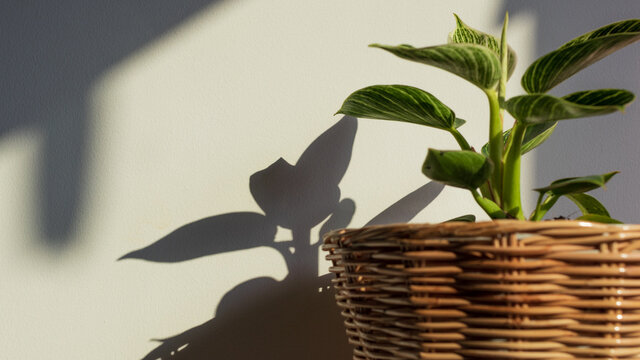 Philodendron Birkin, one type of foliage plant, in a rattan pot shows the leaf shadow on the wall