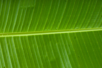 Banana leaf