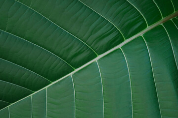 Closeup detail texture of pattern  green leaf as background or wallpaper, Marco texture brach and leaves art abstract background