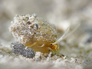 Lister's river snail, Spitze Sumpfdeckelschnecke (Viviparus contectus)