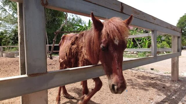 Poorly kept horses in a paddock