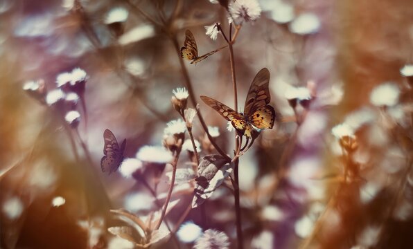 Fototapeta Bright white flowers of dandelions, and butterflies landing. Rainbow effect, in nature close-up macro on flowers and dandelion in a hot summer day.