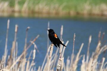 Bird Of The Wetlands, Pylypow Wetlands, Edmonton, Alberta