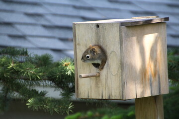 Young Squirrel Looking Out, Pylypow Wetlands, Edmonton, Alberta