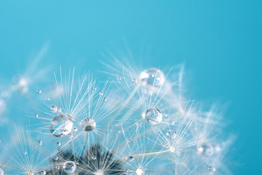 Beautiful dew drops on a dandelion seed macro. Beautiful soft background. Water drops on a parachutes dandelion. Copy space. soft focus on water droplets. circular shape, abstract background