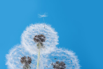 Macro nature. dandelion at sky background. Freedom to Wish. Dandelion silhouette fluffy flower.